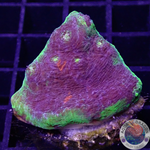 Echinophyllia aspera „Rainbow Bugatti“ WYSIWYG