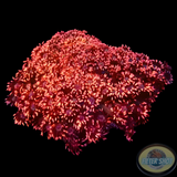 Goniopora spp. „Metallica“ WYSIWYG