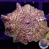 Discosoma spp. „Leo“ WYSIWYG „AD Special“