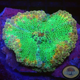 Ricordea yuma „Bubble Bobble Jumbo“ WYSIWYG