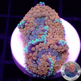 Ricordea florida „Shyne“ WYSIWYG „AD Special“