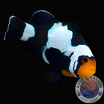 Amphiprion ocellaris „Black Ice“ Nachzucht