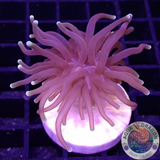 Euphyllia glabrescens „Dark Dragon“ WYSIWYG