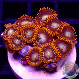 Krustenanemonen „Tequila Sunrise“ WYSIWYG