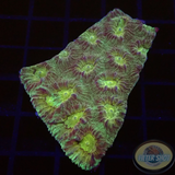 Favia spp. „Groggy“ WYSIWYG