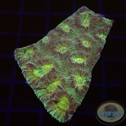 Favia spp. „Groggy“ WYSIWYG