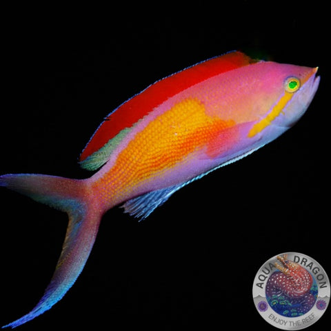 Nemanthias carberryi „Fahnenbarsch“ männlich