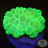 Plerogyra sinuosa „Toxic Lemon“ WYSIWYG