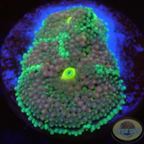 Ricordea florida „Rainbow“ WYSIWYG