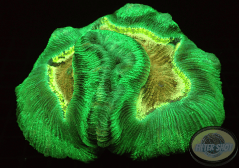 Trachyphyllia geoffroyi “Green Velvet” WYSIWYG