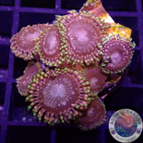 Krustenanemonen „Koala Eye“ AD Special