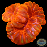 Cynarina lacrymalis „Double Kiss“ WYSIWYG