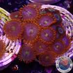 Krustenanemonen „Fire & Ice & Mean Green“ WYSIWYG
