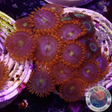 Krustenanemonen „Fire & Ice & Mean Green“ WYSIWYG