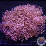 Euphyllia yaeyamaenis „Grape Tree“ WYSIWYG „AD Special“