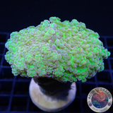 Euphyllia yaeyamaensis „Orange Touch“ WYSIWYG „AD Special“