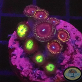 Krustenanemonen „Mixi Daisy“ WYSIWYG