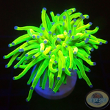 Euphyllia glabrescens „Holy Grail“