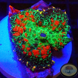 Rhodactis spp. „Smooth Criminal“ AD Special