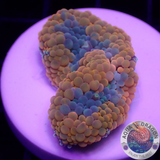 Ricordea florida „Shyne“ WYSIWYG