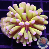 Euphyllia paraglabrescens „Banana“ 🍌 WYSIWYG