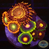 Krustenanemonen „Mixi Daisy“ WYSIWYG