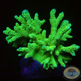 Montipora malampaya „Star Wars“ WYSIWYG „AD Special“
