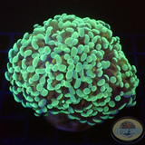 Euphyllia balinsis „Banana“ WYSIWYG