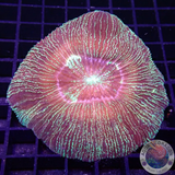 Trachyphyllia dpp. „Barcode“ WYSIWYG