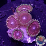 Krustenanemonen „Cotton Candy“ WYSIWYG