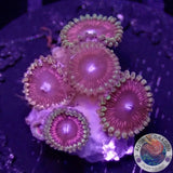 Krustenanemonen „Cotton Candy“ WYSIWYG