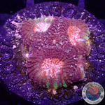 Favia spp. „Elysium“ WYSIWYG