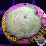 Discosoma spp. „Melon“ WYSIWYG