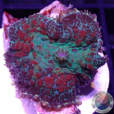 Rhodactis spp. „Smooth Criminal“ AD Special