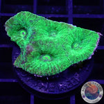 Goniastrea spp. „Toxic“