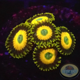 Krustenanemonen „Scrambled Eggs“ 🍳 WYSIWYG