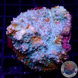 Echinophyllia spp. „Katar Orenji“ WYSIWYG „AD Special“