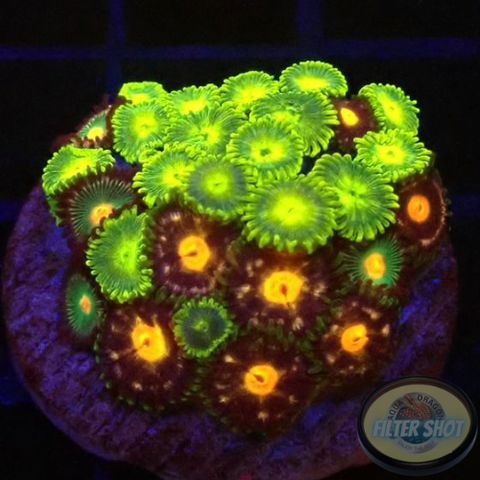 Krustenanemonen „Kiwi Ninja“ WYSIWYG „AD Special“