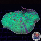 Echinophyllia spp. „Mummy Slayer“ WYSIWYG „AD Special“