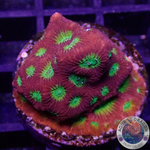 Favia spp. „Spicy Lemon“