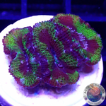 Micromussa spp. „Madness“ WYSIWYG „AD Special“