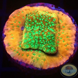 Montipora spp. „Phoenix Evolution“ AD Special