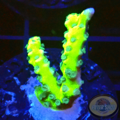 Anacropora spp. “Green Goblin” AD Special