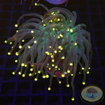 Euphyllia glabrescens „Rastafari“ WYSIWYG „AD Special“