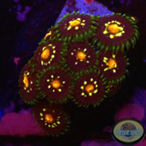 Krustenanemonen „Stargazer“ WYSIWYG