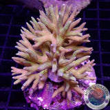 Seriatopora hystryx „Toxic Torn“ WYSIWYG