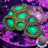 Krustenanemonen „Radioactive“ WYSIWYG