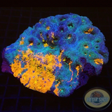 Echinophyllia aspera „Royal“ WYSIWYG