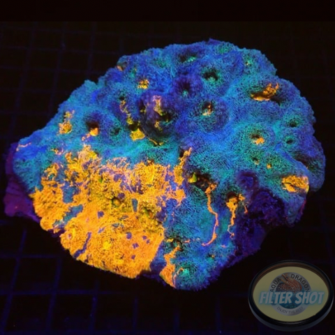 Echinophyllia aspera „Royal“ WYSIWYG