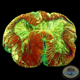 Trachyphyllia spp. „Trinity“ WYSIWYG